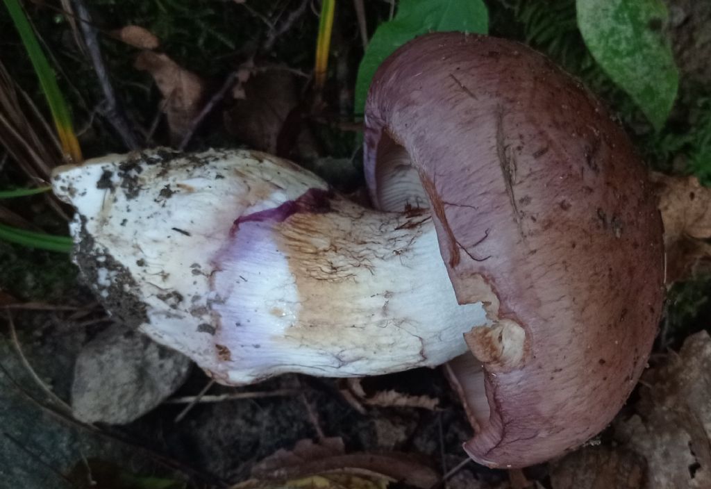 Cortinarius variecolor